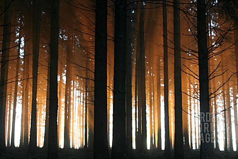 SUNSET_IN_PINE_FOREST