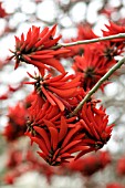 ERYTHRINA