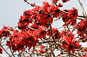 ERYTHRINA