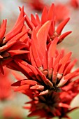 ERYTHRINA