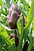 ORGANICALLY GROWN ARTICHOKE GENOVESE