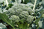 ORGANICALLY GROWN BROCOLI ARCADIA