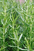 ORGANICALLY GROWN ROSEMARY