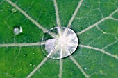 WATER DROP IN NASTURTIUM LEAF