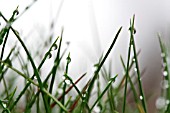 WATER DROPS ON GRASS