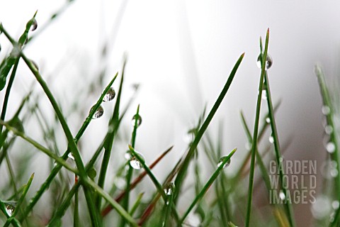 WATER_DROPS_ON_GRASS