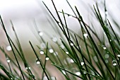 WATER DROPS ON GRASS