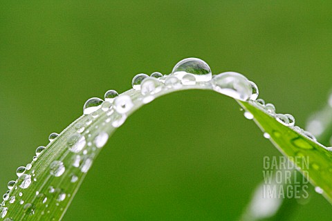 WATER_DROPS_ON_GRASS