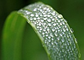 WATER DROPS ON GRASS