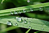 WATER DROPS ON GRASS