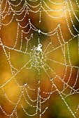 WATER DROPS ON SPIDER WEB