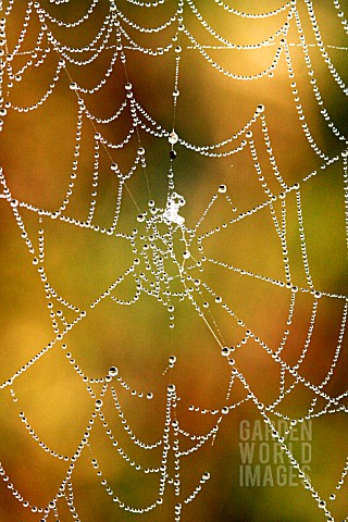 WATER_DROPS_ON_SPIDER_WEB