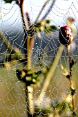 WATER DROPS ON SPIDER WEB