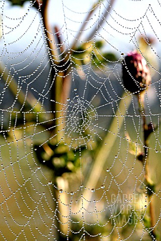WATER_DROPS_ON_SPIDER_WEB