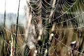 WATER DROPS ON SPIDER WEB