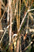 WATER DROPS ON SPIDER WEB