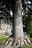 BEECH TREE AT LES JARDINS DANNEVOIE,  BELGIUM