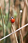 COCCINELLA SEMPTEMPUNCTATA