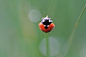 COCCINELLA SEMPTEMPUNCTATA