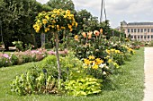 YELLOW THEMED BORDER, JARDIN DES PLANTES, PARIS