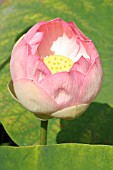 NELUMBO NUCIFERA