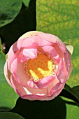 NELUMBO NUCIFERA