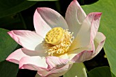 NELUMBO NUCIFERA