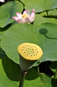 SEED POD OF NELUMBO NUCIFERA