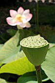 SEED POD OF NELUMBO NUCIFERA