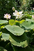 NELUMBO NUCIFERA, JARDIN DES PLANTES, PARIS