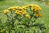 TANACETUM VULGARE