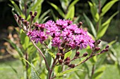 VERNONIA ANTHELMINTICA (IRONWEED)