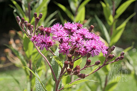 VERNONIA_ANTHELMINTICA_IRONWEED