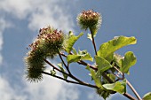 ARCTIUM LAPPA