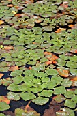 TRAPA NATANS (WATER CHESTNUT)