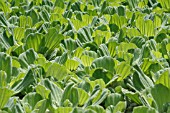 PISTIA STRATIOTES