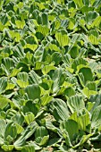 PISTIA STRATIOTES