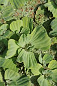 PISTIA STRATIOTES