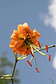 LILIUM HENRYI BAKER