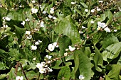 ECHINODORUS CORDIFOLIUS (BALDELLIA RANUNCULOIDES)