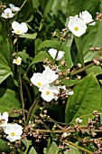 ECHINODORUS CORDIFOLIUS (BALDELLIA RANUNCULOIDES)