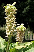 EUCOMIS BICOLOR BAKER