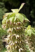 EUCOMIS BICOLOR BAKER