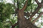 SOPHORA JAPONICA, JARDIN DES PLANTES, PARIS