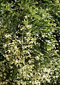 SOPHORA JAPONICA IN FLOWERS