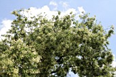 SOPHORA JAPONICA, JARDIN DES PLANTES, PARIS