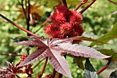 RICINUS COMMUNIS