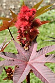 RICINUS COMMUNIS