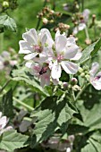 ALTHAEA OFFICINALIS