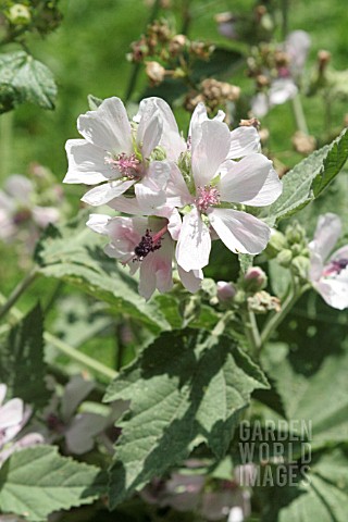 ALTHAEA_OFFICINALIS